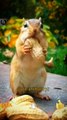 Wow So Sweet Cute Pie Little Squirrel Nuts Eating _ Animals Eating _ Cute Animals Yt  #shorts #cute
