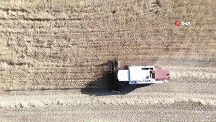 Trakya'da ayçiçek hasadı mesaisi devam ediyor: Buğday ve cevizde verim arttı