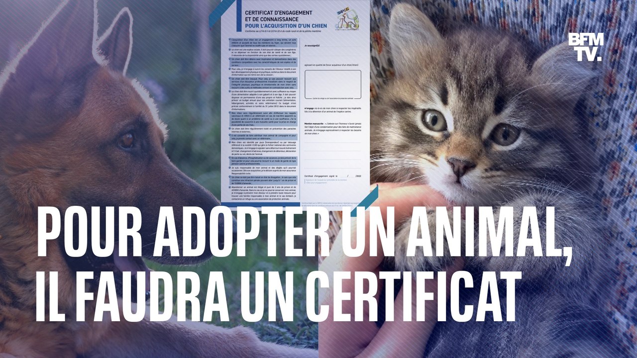 Adoption d'un animal: voici en quoi consiste le "certificat d'engagement" désormais obligatoire