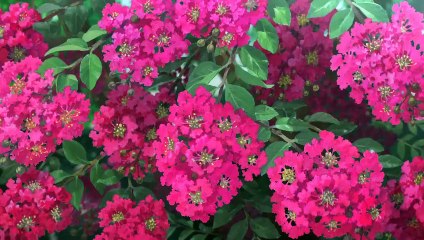 Miss Hokusai Bande-annonce (ES)