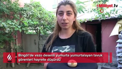 Tavuk, vazo desenli yumurtladı görenler şaşırdı