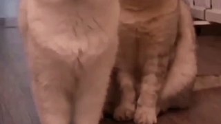 funny animals video | cute cat | funniest cat and dog | cats meowing | funny cats mukesh murliwala