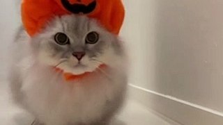 funny animals video | cute cat | funniest cat and dog | cats meowing | funny cats mukesh murliwala