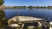 Toxic algae blamed for 300 tons of dead fish in Oder River on German-Polish border: 