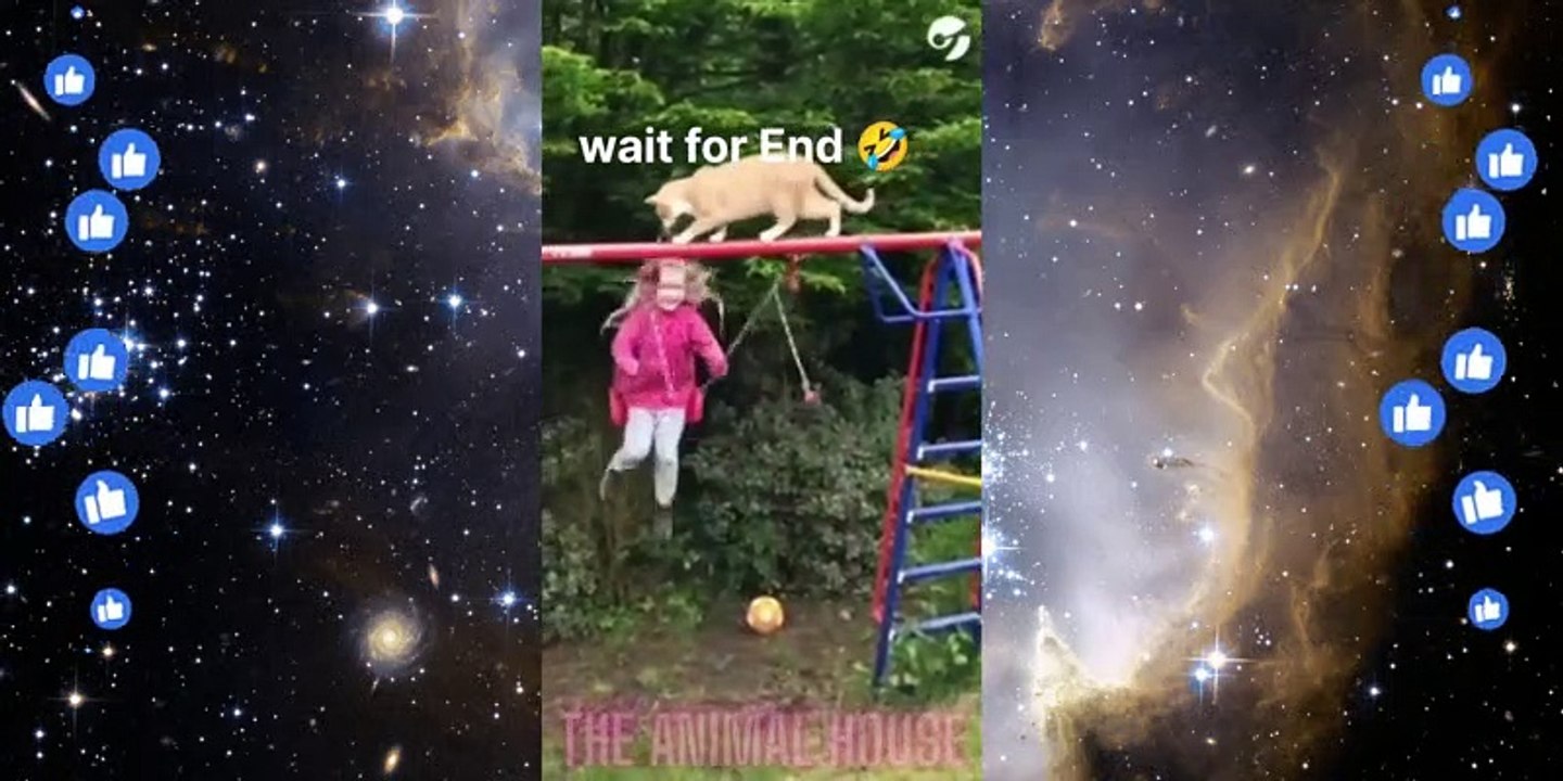 Funny Animals Videos2022  -Funniest Cats And Dogs Video.