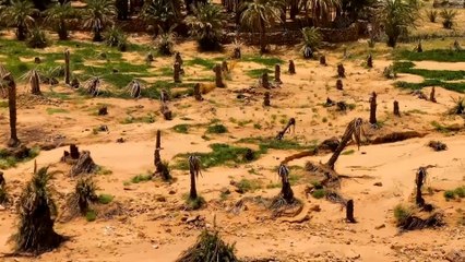 بسبب الجفاف.. تدني إنتاج التمور في موريتانيا