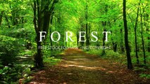 The Forest | Cinematic Drone Footage | Forest Stock Footage Video - No Copyright | Free HD Videos