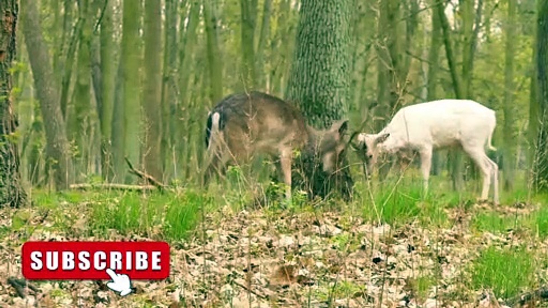 ⁣animals | animals fighting | animals sounds | animal hunting and eating
