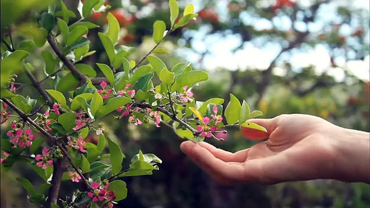 Which tree is easiest to plant?