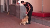 Son dakika haber | İtfaiyecilerin sahiplendiği köpek personelin yanından ayrılmıyor