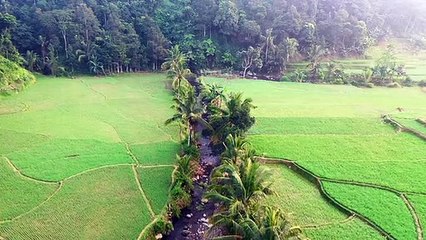 Do tree farms make money?