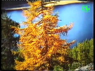 Mama vinda wedana by H R Jothipala From Torana Archives