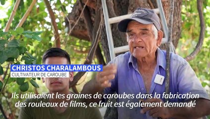 A Chypre, des cultivateurs de caroube récoltent toujours leur "or noir"