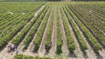 Sakarya haberleri | Pamukova'da hasadına başlanan üzümden 45 bin ton rekolte bekleniyor