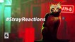 Stray Reactions   PS5 & PS4 Games