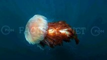 Did You Know? Oldest Known Jellyfish || FACTS || TRIVIA