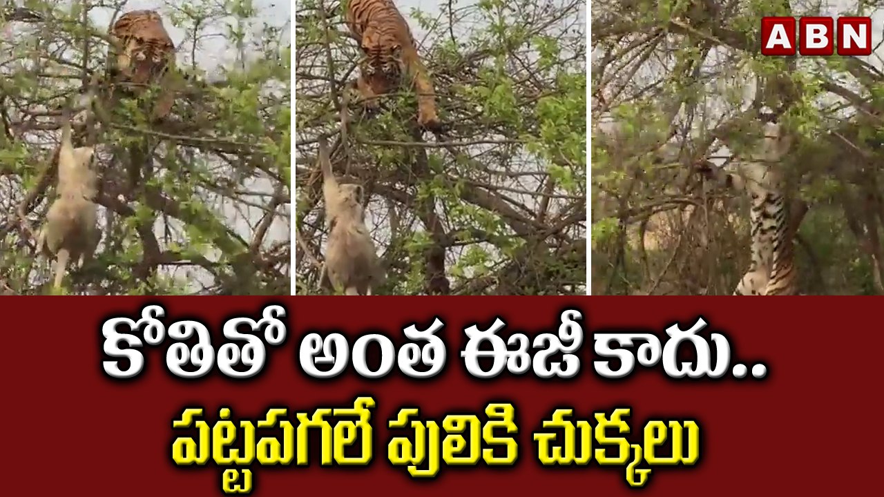 కోతితో అంత ఈజీ కాదు .. పట్టపగలే పులికి చుక్కలు || ABN Digital