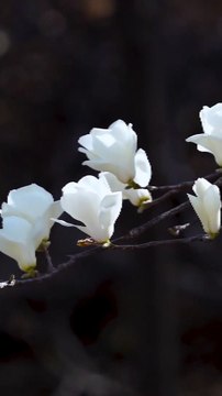 30 second of tension soothing music । relaxation । soothing । Nature's calm speaks