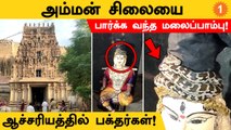 புதுக்கோட்டையில் கொலு வைக்கப்பட்ட அம்மன் சிலை மீது சுற்றியிருந்த மலைபாம்பு!