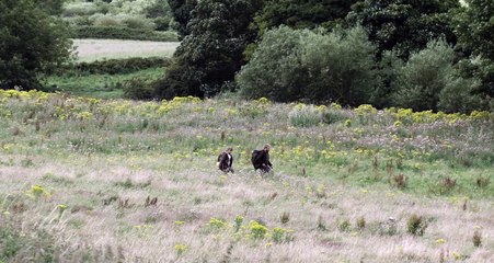 Among the Living Trailer #1 (2022) Dean Michael Gregory Horror Movie HD