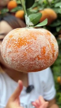 Tiktok Fruit video. Chinese fruits orange garden.