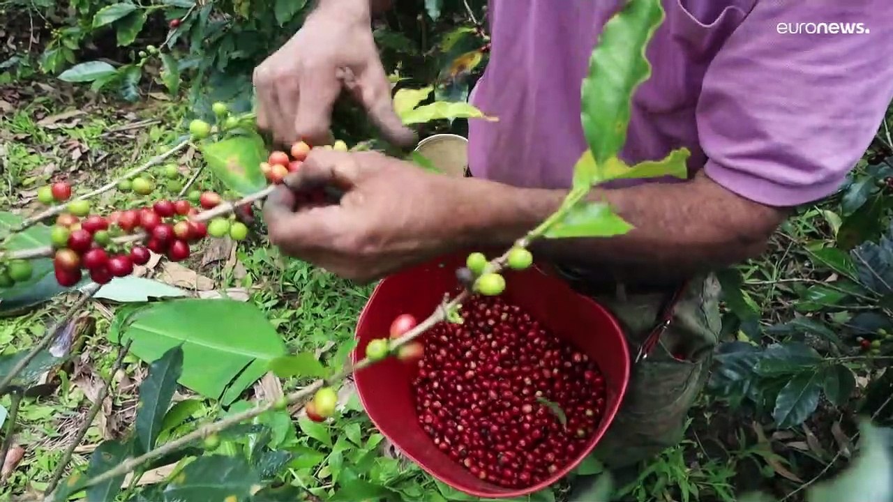 Dal Brasile al Vietnam. Tutto il mondo celebra il caffè