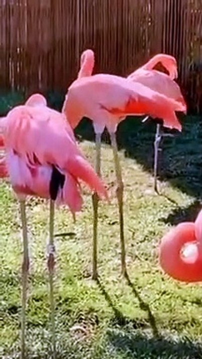 Funny Animals