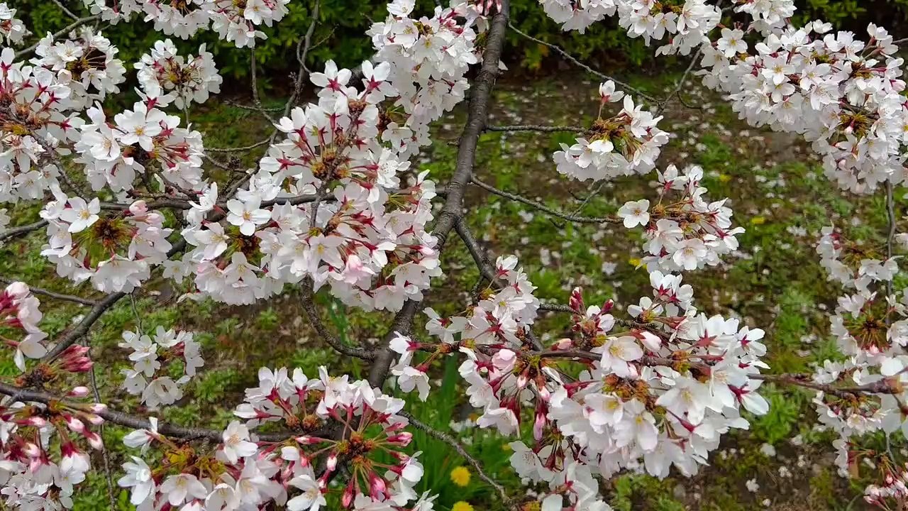 Beautiful cherry blossom 1080p