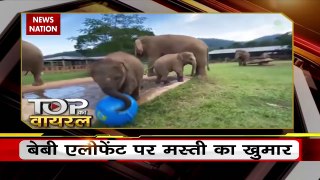 Elephant News : हाथी के बच्चों पर छाया मस्ती का खुमार, देखें वीडियो
