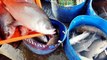 Drum Fishing Bangladesh | Fish Continue Flaying into Water | Amazing Fish Video of BD