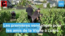 Luitré vendanges des amis de la vigne
