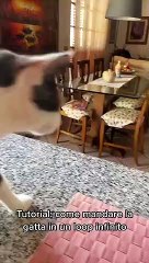 Cat.exe Has Broken When Smelling Coffee