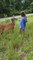 Child Receives Swift Lesson in Deer Behavior