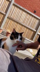 Please Sir, Can I Have More Pets?