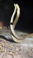 Two Carpet Pythons Tangle and Twist