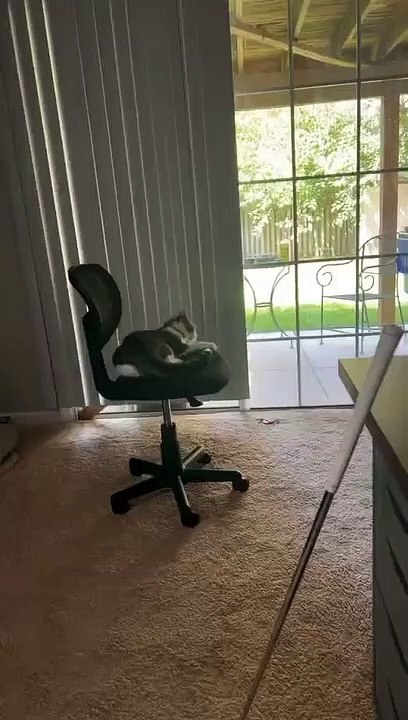 Tail Chasing Cat Takes a Tumble