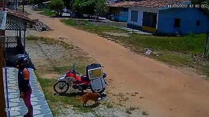 Sin que se diera cuenta, perrito "robó" domicilio a repartidor