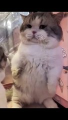 funny kitten cat fighting