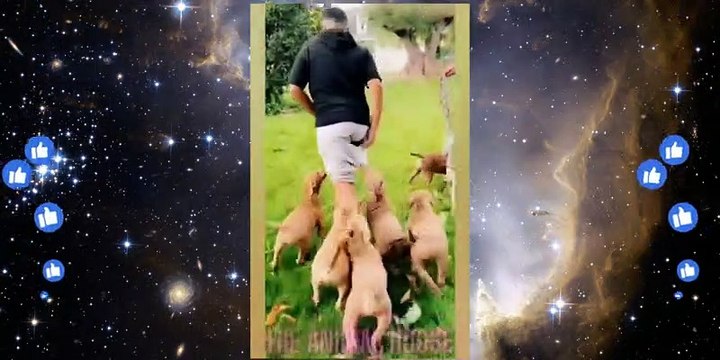 Funniest Animals Video - Funny Dogs And Cats - Try Not To Laugh Animals 2022