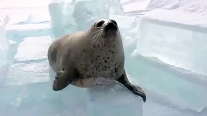 Seal clapping -2