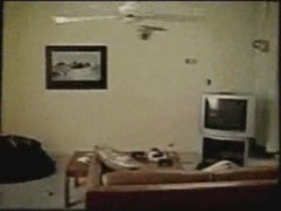 FunnyVideos-CatFan