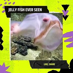 STUNNING jellyfish footage you've never seen before!
