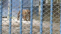 Angry Tiger roar in zoo