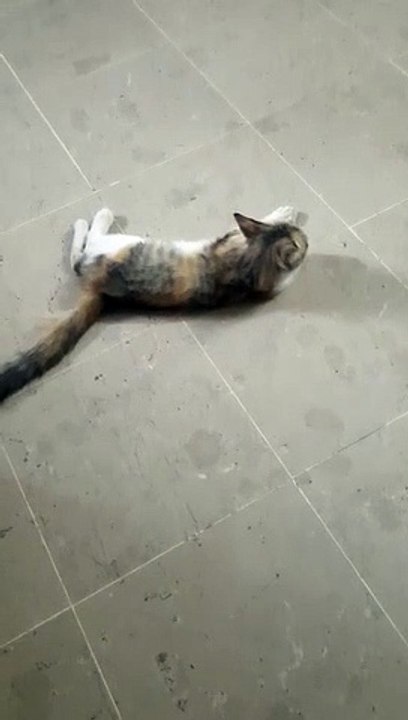 Cat Enjoying the Floor