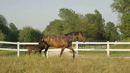 الخيل  الجزائر  العربية  الاصيل  الحيونات  الغابة الشلف usa