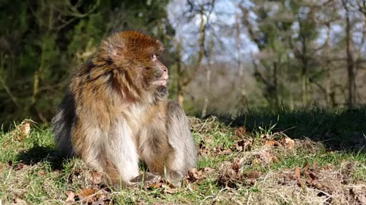 So cute and beautiful monkeys