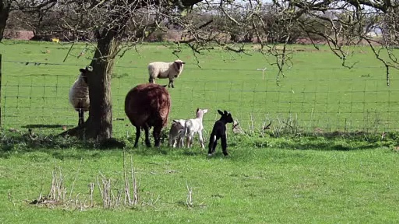 So cute and beautiful sheeps
