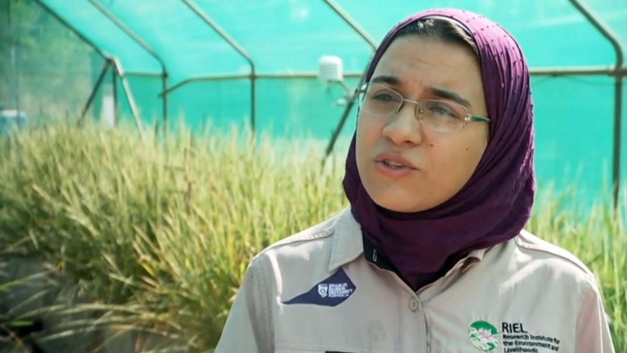 NT researchers take a new approach to growing rice