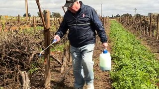 Australian wine growers are sacrificing excess litres of wine