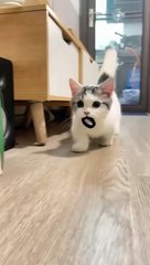 Cute cat compilation video #dailymotion #viral